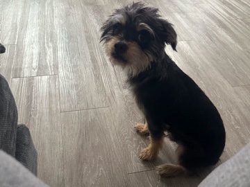 Miniature Schnauzer – Loving Schnauzer Looking for a Safe Forever Home 🐾 – Peachtree Corners