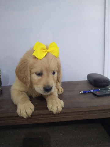 Golden Retriever – golden retriever puppy AKC registered
