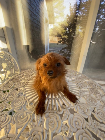 Yorkshire Terrier – chorkie