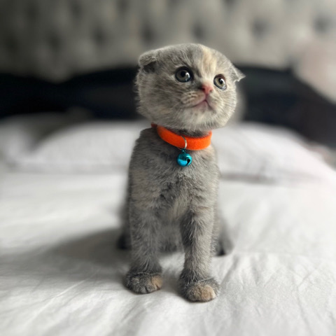 Scottish Fold – british shorthair (gray) / scottish fold (orange)