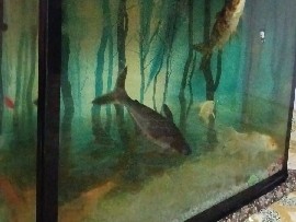 fish aquarium with fishes – Bikaner
