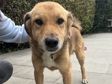 Golden Retriever - Coffee sucht ein Zuhause available for adoption in Thayngen