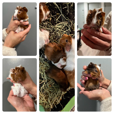 Guinea Pig