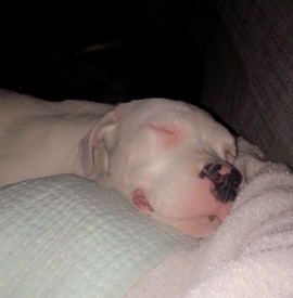 Dogo Argentino – Luna
