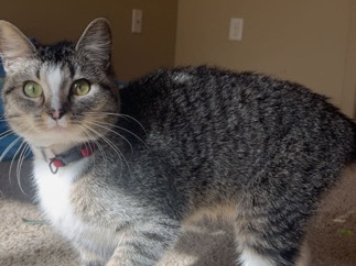 American Shorthair – Friendly American Shorthair Cat Available in Cabot – Cabot