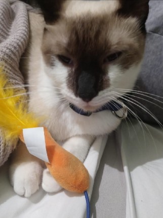 Siamese – lovely cat siamese