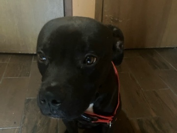 Labrador Retriever – Labrador Retriever – Harvey