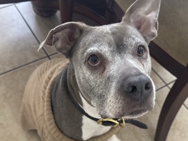American Pit Bull Terrier – rehome a blue nose pitbull – West Palm Beach