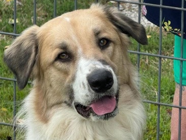 WINSTON (Great Pyrenees Mix)