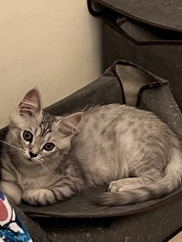 Siberian kitten looking for a new home