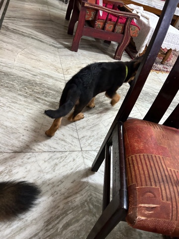German Shepherd – German Shephard puppy for sell