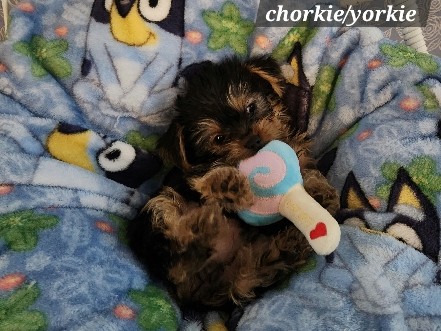 Yorkshire Terrier – chorkies – Racine