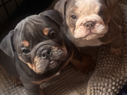 English Bulldog Puppies