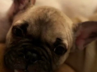 French Bulldog – französische Bulldogge