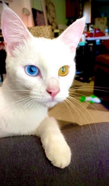 Turkish Angora – odd eyed Turkish Angora