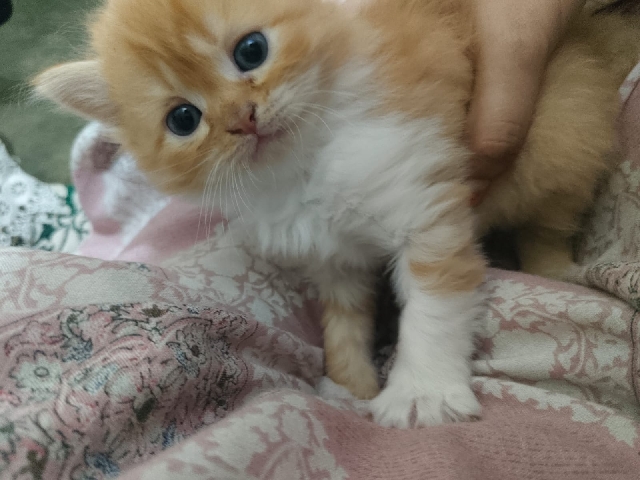 Persian (Modern) – persian cat – Delhi