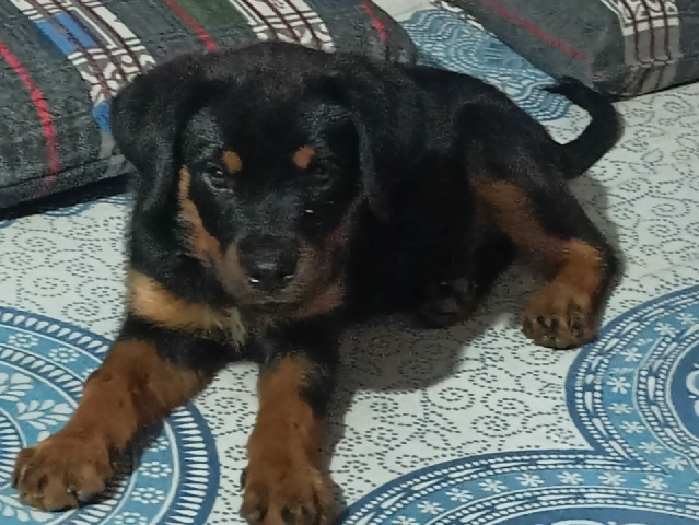 Rottweiler – 2.5 month rottweiler female
