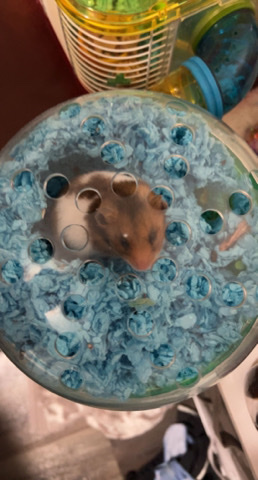 Any – Syrian hamster
