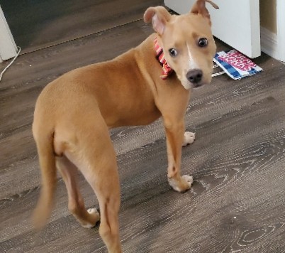 American Staffordshire Terrier – Princess the Pitbull puppy for sale