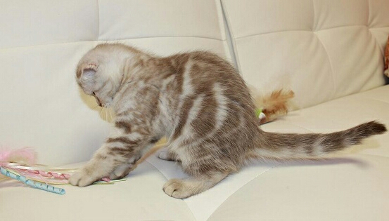 Scottish Fold – marvelous%100 M/F Scottish fold Kittens Available