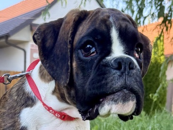 Boxer – Boxer puppy - female - FCI registered as PET only – Kuklov
