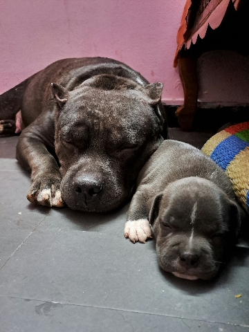 American Bulldog – American bully standard puppies