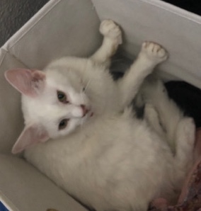 Gorgeous cat in need of good home
