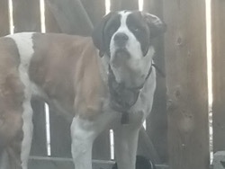 Rottweiler - Saint Bernard  available for adoption in Edmonton