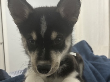 Siberian Husky – Husky puppy for sale