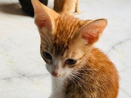 I want to give kittens for free – New Delhi