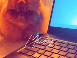 Persian (Modern) – Cat – Austin