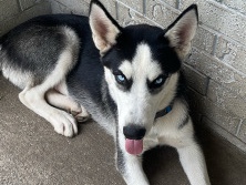 Siberian Husky – vendo 2 Hosky – Statesboro