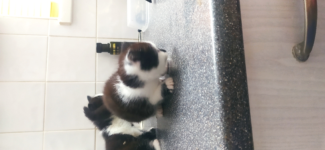 4 kittens for sale ..my number is ***