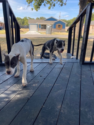 need new home