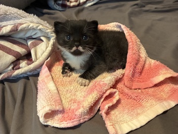 A baby tuxedo (black & white) domestic short haired kitten – Charlotte