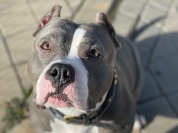 Mixed Breed – American Bully Standard – Mannheim