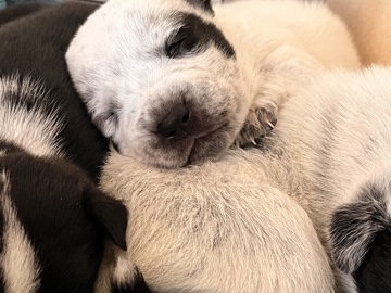 Australian Cattle Dog – puppies – Lucerne Valley