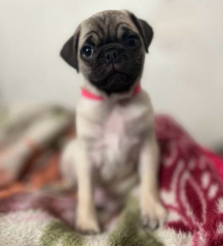 4 Month Old Pug Puppy