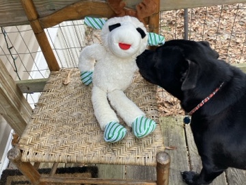 Labrador Retriever – princess Elizabeth – Eufaula