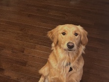 Golden Retriever – Golden Retriever – Hanover