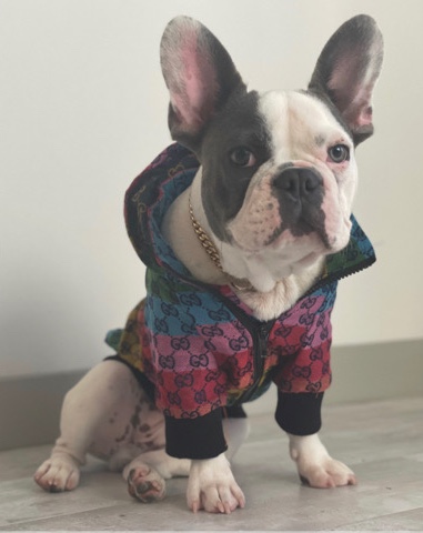 French Bulldog – Dax the Frenchie for Sale