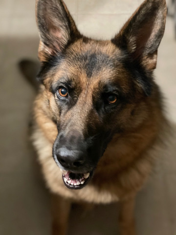 German Shepherd – Female German Shepherd