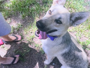 Labrador Husky – nova – Houston