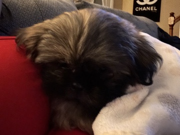 Shih Tzu - Home needed new puppy available for adoption in Franklin