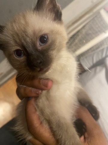 Siamese – Kitten For sale