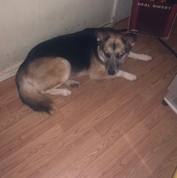 German Shepherd – Full blood trained german shepard