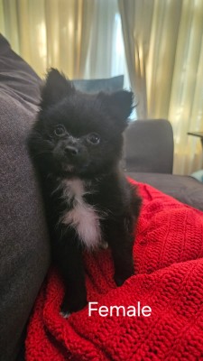 Pomeranian – CKC Pomeranian Puppy – Frankfort