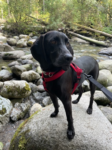 German Shorthaired Pointer – en venta