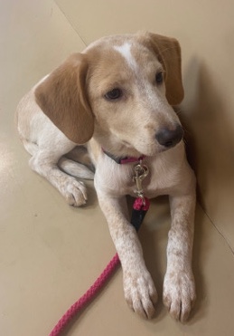 Beagle – Full breed beagle