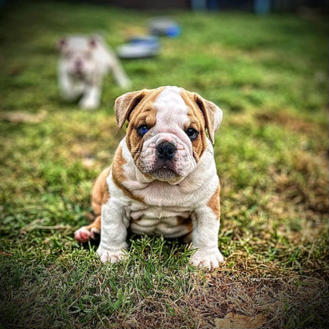 Merle English bulldogs